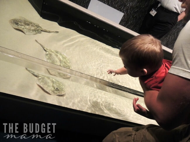 Collin and stingrays