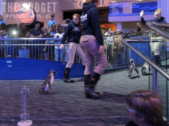 Penguins!
