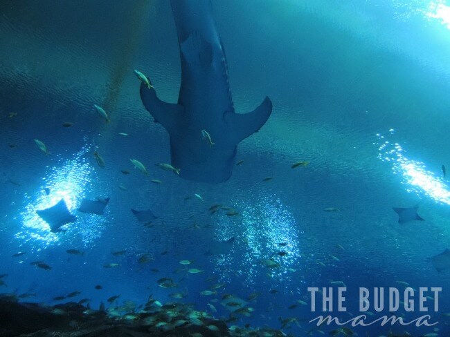Shark