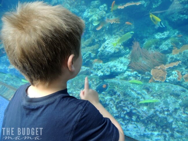 Tropical Diver